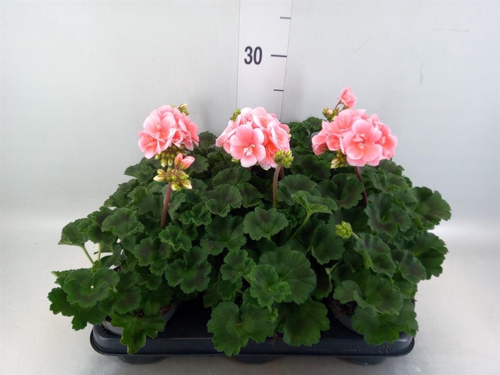 <h4>Pelargonium zona.   ...F1</h4>