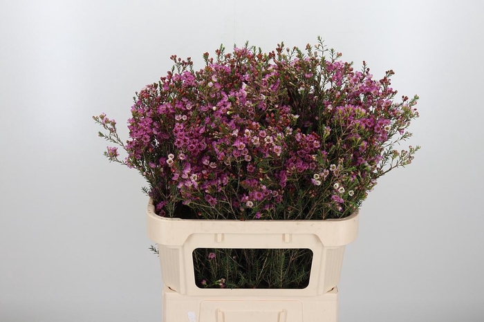 <h4>Chame Painted Lady</h4>