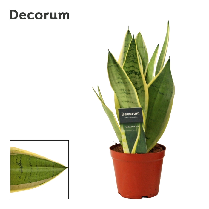 <h4>Sansevieria White Snow 12 cm (Decorum)</h4>