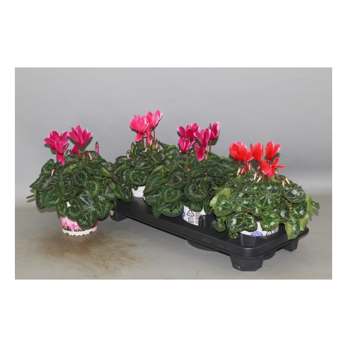 <h4>CYCL GR HALIOS FANT</h4>