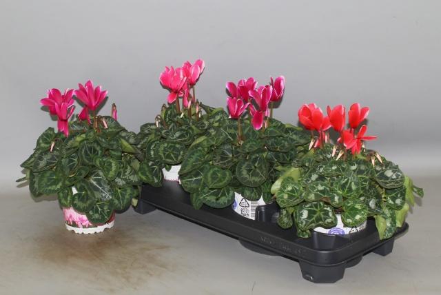 <h4>CYCL GR HALIOS FANT</h4>