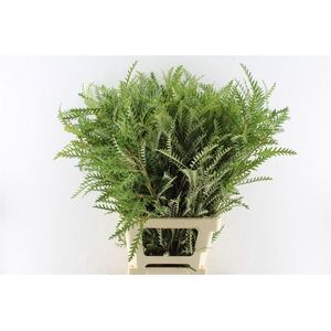Grevilea Ivanhoe Groen