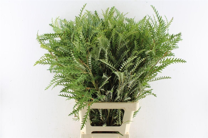 <h4>Grevilea Ivanhoe Groen</h4>