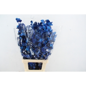 DF Lunaria BS Blue Pearl