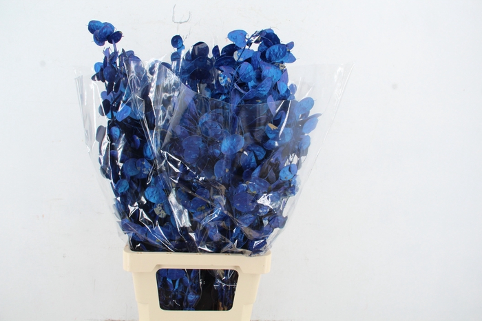 <h4>DF Lunaria BS Blue Pearl</h4>