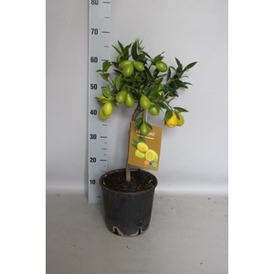 Citrus Stam LimeQuat