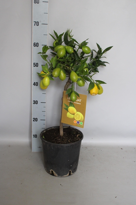 <h4>Citrus Stam LimeQuat</h4>