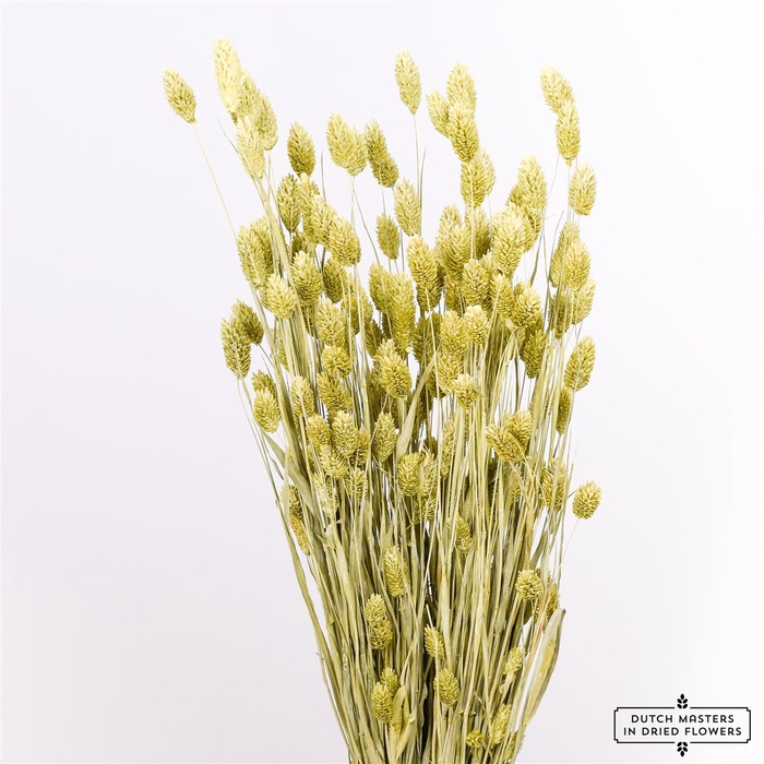 <h4>Dried Phalaris Frosted Mint Green Bunch</h4>