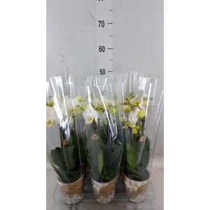 Phalaenopsis   ...white