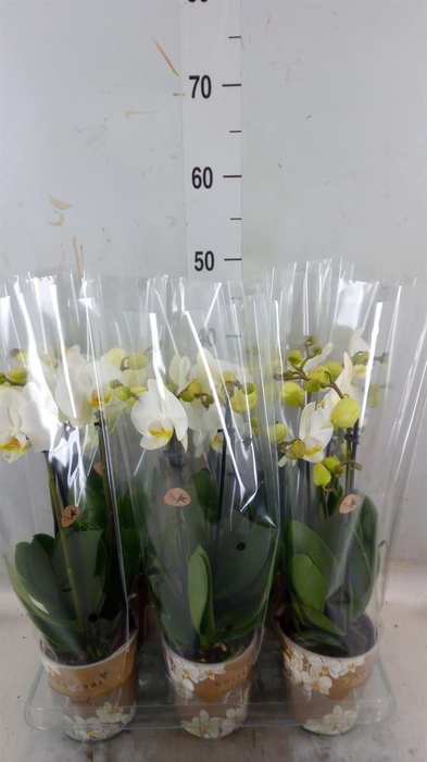 <h4>Phalaenopsis ...white</h4>