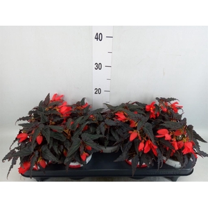 Begonia boliv. 'Encanto Red'