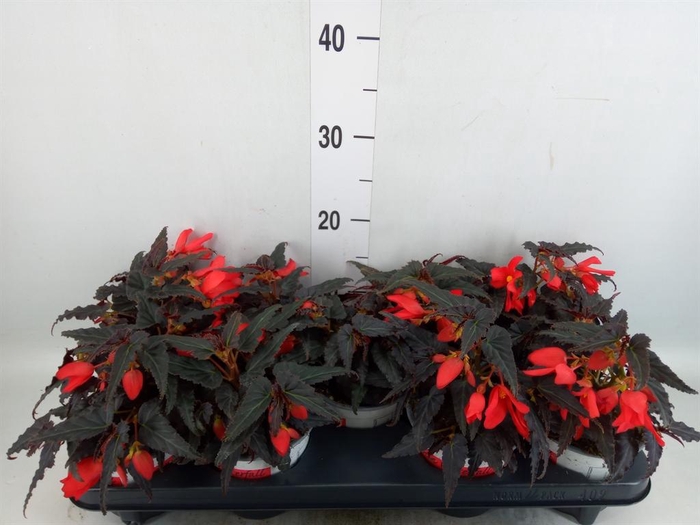 <h4>Begonia boliv. 'Encanto Red'</h4>
