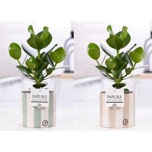 Clusia Rosea Princess in P&PURE Eline ceramics ass. 2