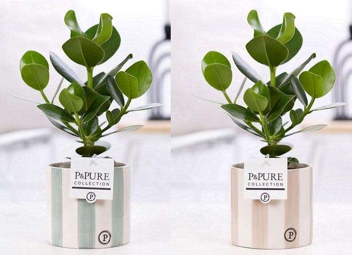 <h4>Clusia Rosea Princess in P&PURE Eline 2 ceramics ass. 2</h4>