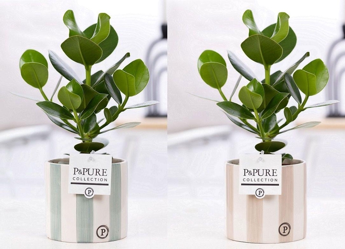 <h4>Clusia Rosea Princess in P&PURE Eline ceramics ass. 2</h4>