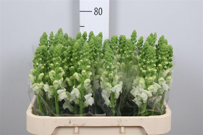 <h4>Antir Antibes White</h4>