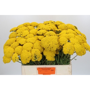 Achillea Parker Yellow