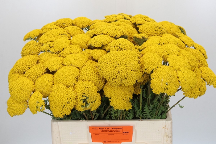 Achillea Parker Yellow