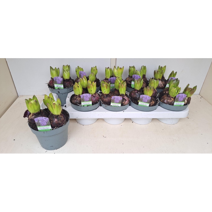 <h4>HYACIN BLUE STAR</h4>