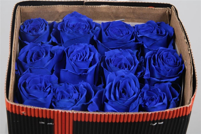 <h4>R Gr Blue Ec</h4>