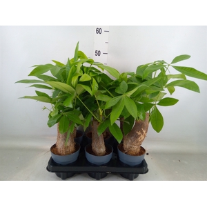 Pachira aquatica