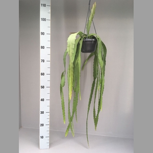 Epiphyllum   ...