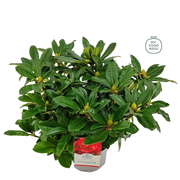 <h4>Rhododendron 40-50 /5 liter 'Red Jack'</h4>