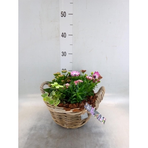 Arr.   Perkplanten H%