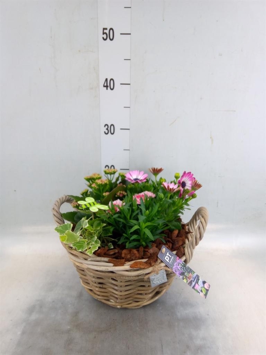 <h4>Arr.   Perkplanten H%</h4>