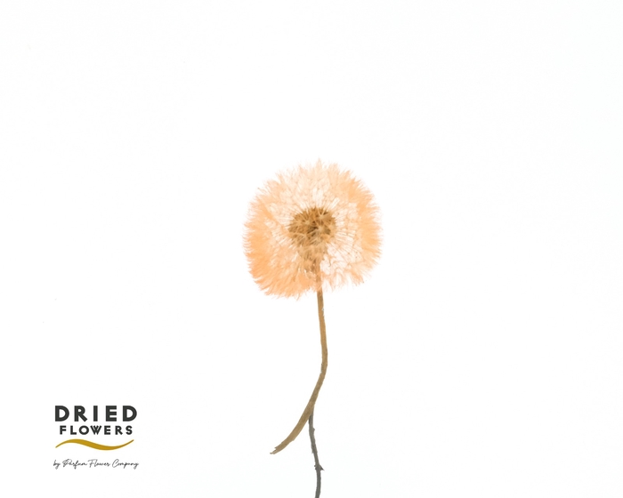 <h4>Dried Bleached Dandelion Orange Box</h4>