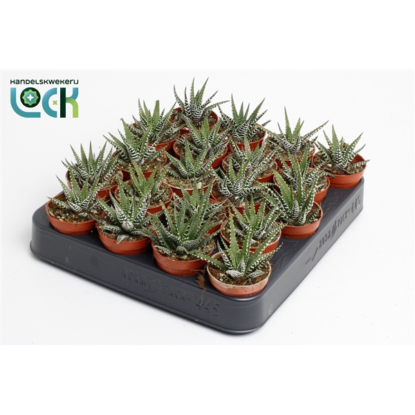 <h4>Haworthia Big Band</h4>