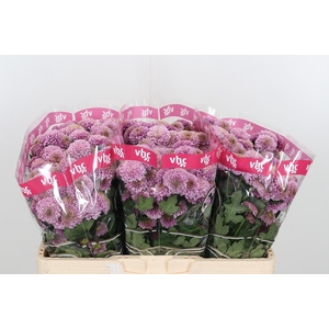 Chr San Aaa Doria Pi