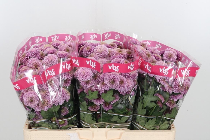 <h4>Chr San Aaa Doria Pi</h4>