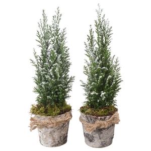 PTK25168 Ellwoodii met sneeuw in hout pot