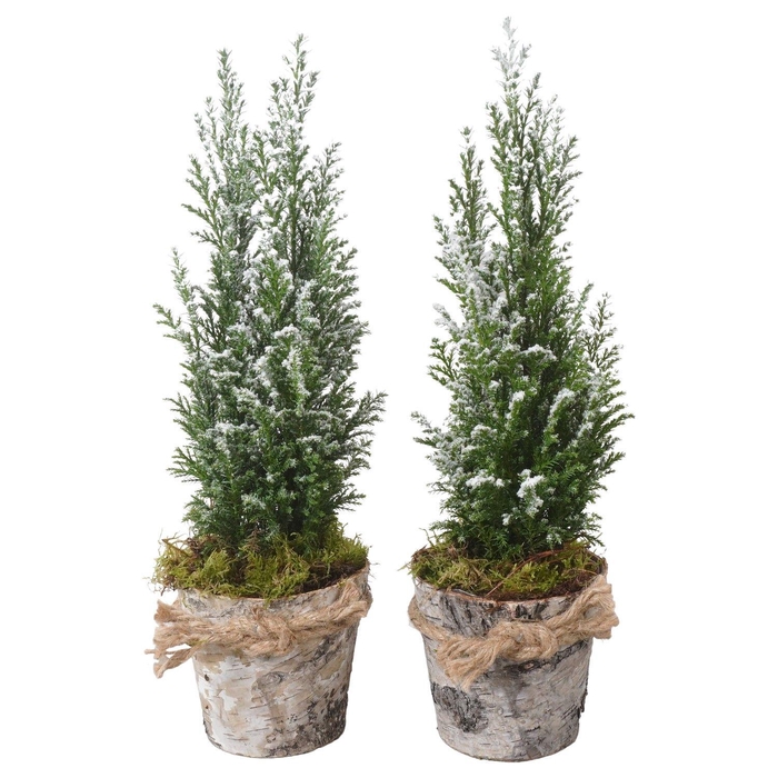 <h4>PTK25168 Ellwoodii met sneeuw in hout pot</h4>