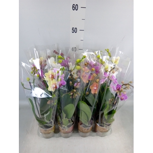 Phalaenopsis   ...mix