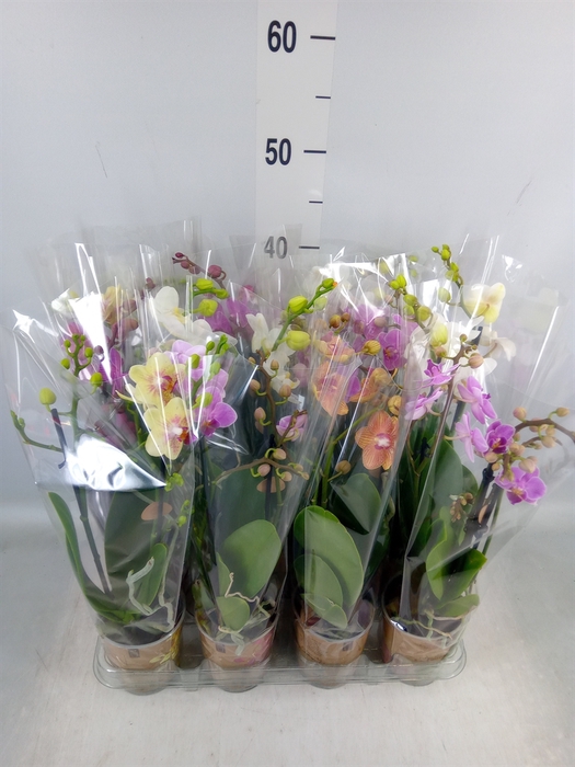 <h4>Phalaenopsis   ...mix</h4>