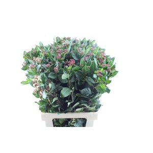 Viburnum Tinus Red Spirit