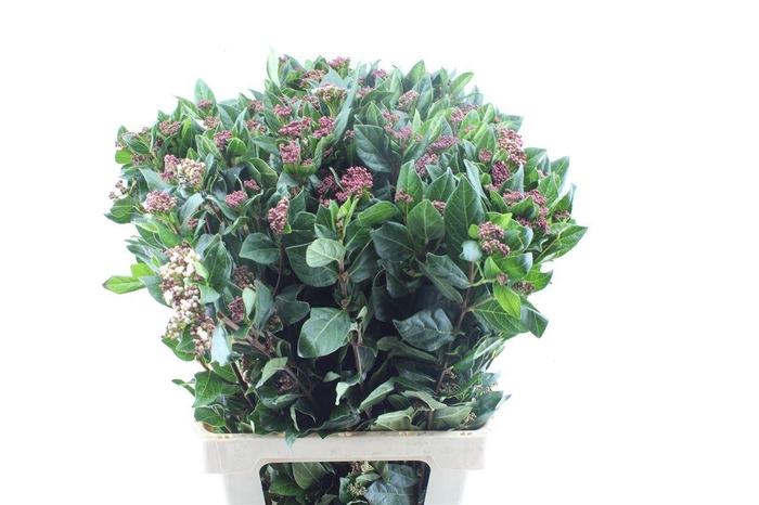 <h4>Viburnum Tinus Red Spirit</h4>