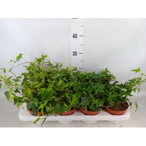 Hedera   ...mix