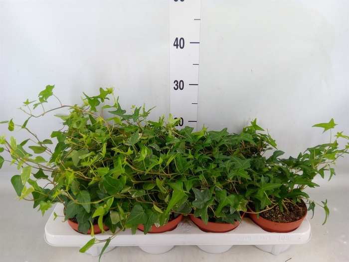 <h4>Hedera   ...mix</h4>