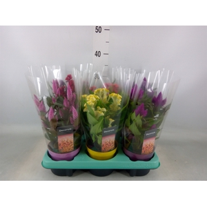 Celosia arg.   ...mix