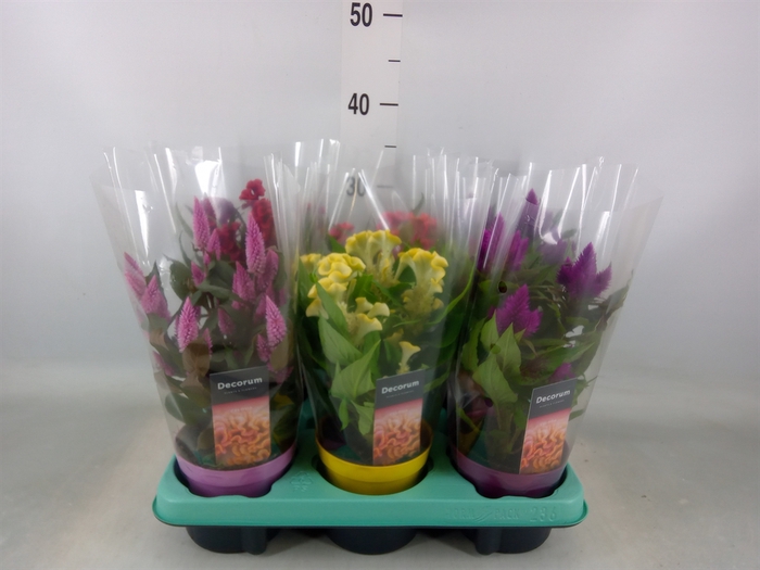 <h4>Celosia arg.   ...mix</h4>