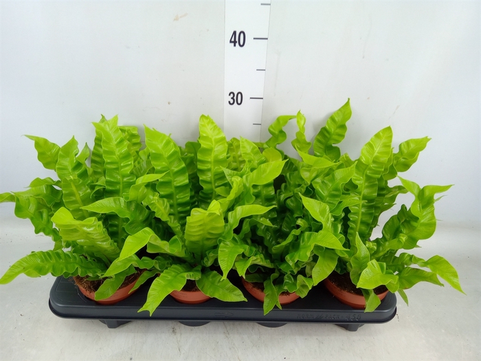 <h4>Asplenium nidus 'Crispy Wave'</h4>