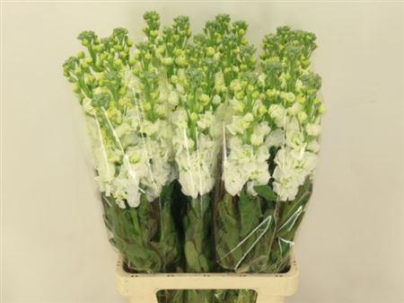 <h4>Matth Iron White</h4>