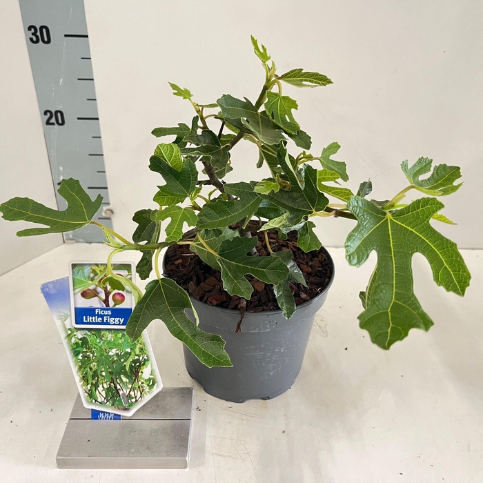 <h4>Bomen Ficus carica Little Miss Figg</h4>