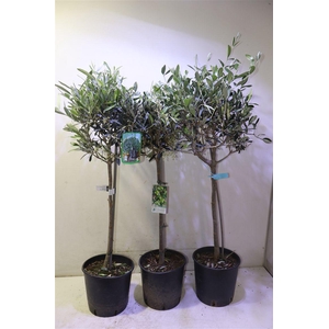 arr8 Olea Europaea Overig