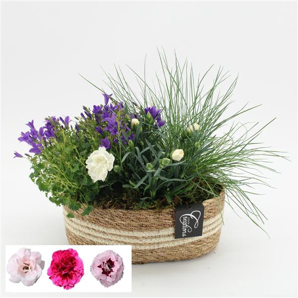 <h4>CACR-2504 Campanula creatie</h4>