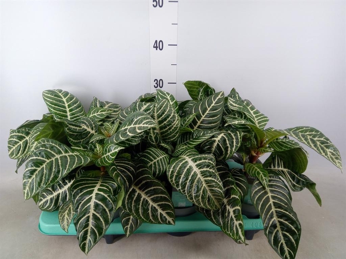 <h4>Aphelandra squar.</h4>