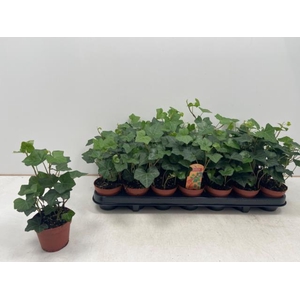 Hedera hibernica 8,5Ø 10cm